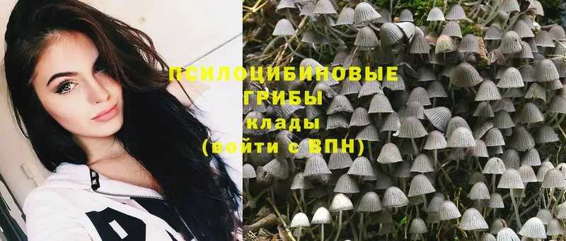 где продают   Болохово  Псилоцибиновые грибы Psilocybe 